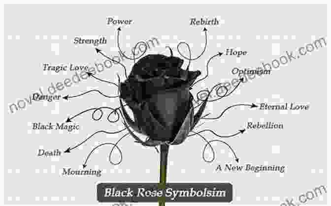 A Black Rose, A Symbol Of Mystery And Sophistication, With Velvety Petals And A Delicate Stem Flowers: From Dark To Light