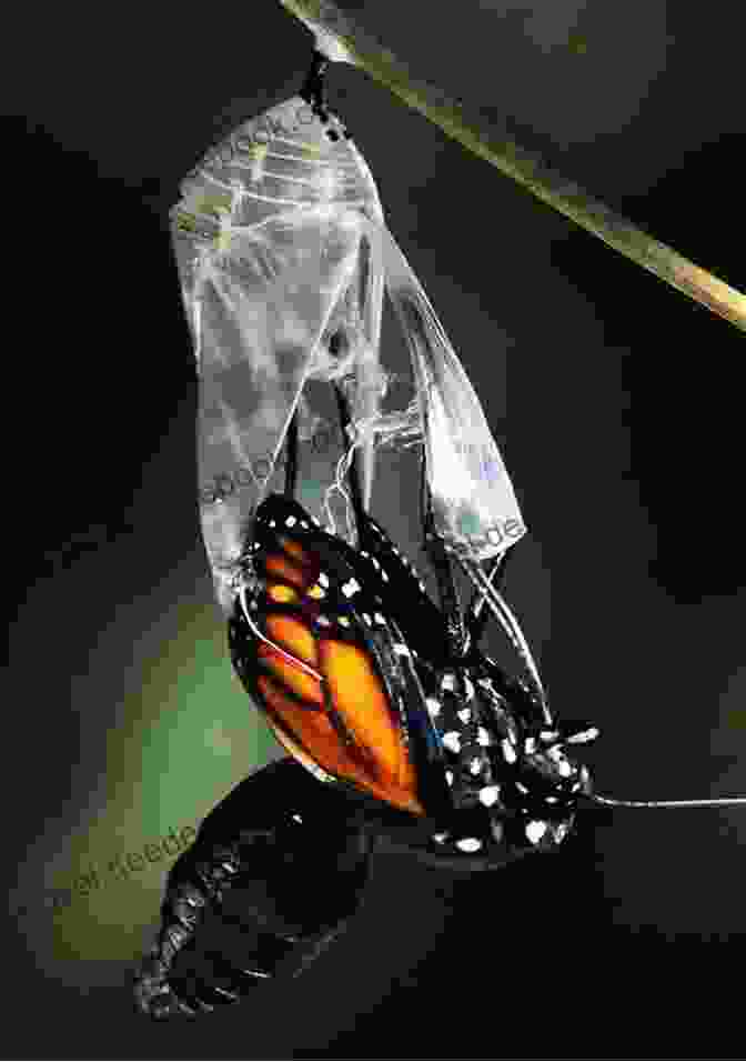 A Butterfly Emerging From A Chrysalis, Representing The Transformation Of Trauma Into Growth The Bullet That Saved My Life