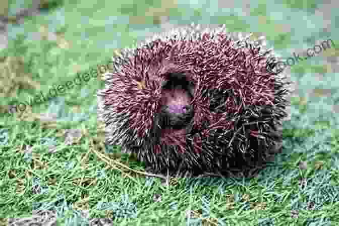 A Close Up Of An Acorn Hello Hedgehog Curled Into A Ball, With Its Spines And Eyes Visible Let S Have A Sleepover : An Acorn (Hello Hedgehog #2)