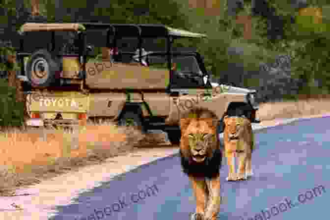 A Family Observing A Group Of Lions On A Game Drive In Kruger Park Rhino Walking Safari: Stories Of A Kruger Park Family