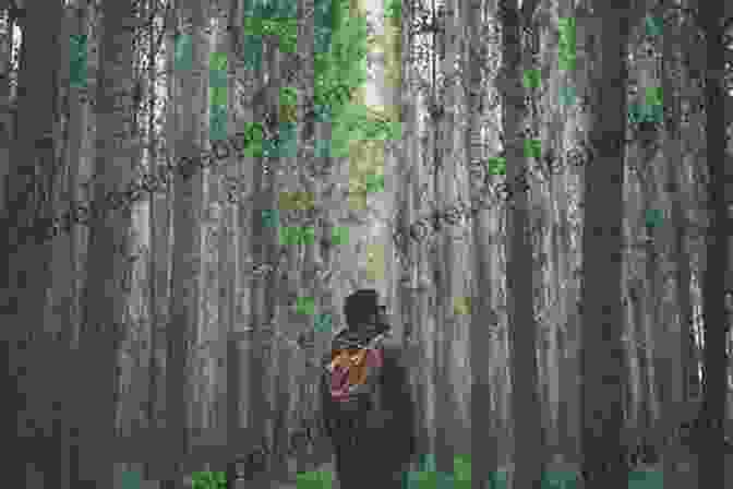 A Person Walking In A Forest, Surrounded By Trees. It S OK To Die Umeokwonna Paschal