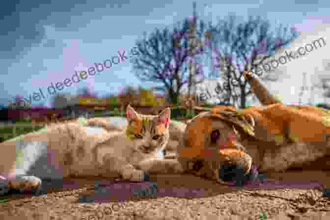 A Photo Of A Dog And Cat Playing Together In A Field The Rainbow Bridge: Pet Loss Is Heaven S Gain