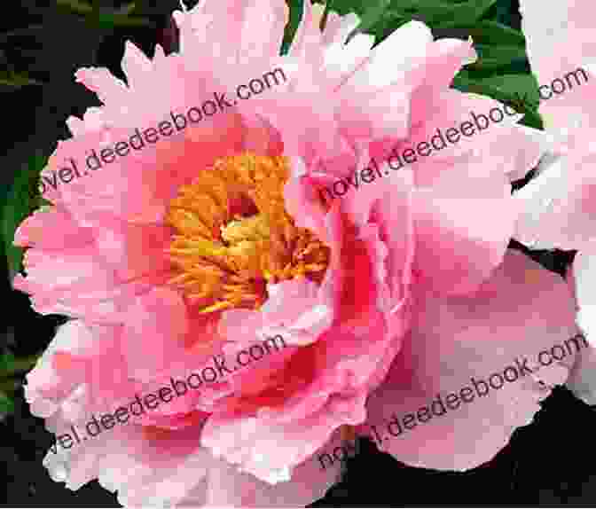 A Pink Peony, A Flower Of Love And Affection, With Delicate Petals And A Soft, Romantic Scent Flowers: From Dark To Light