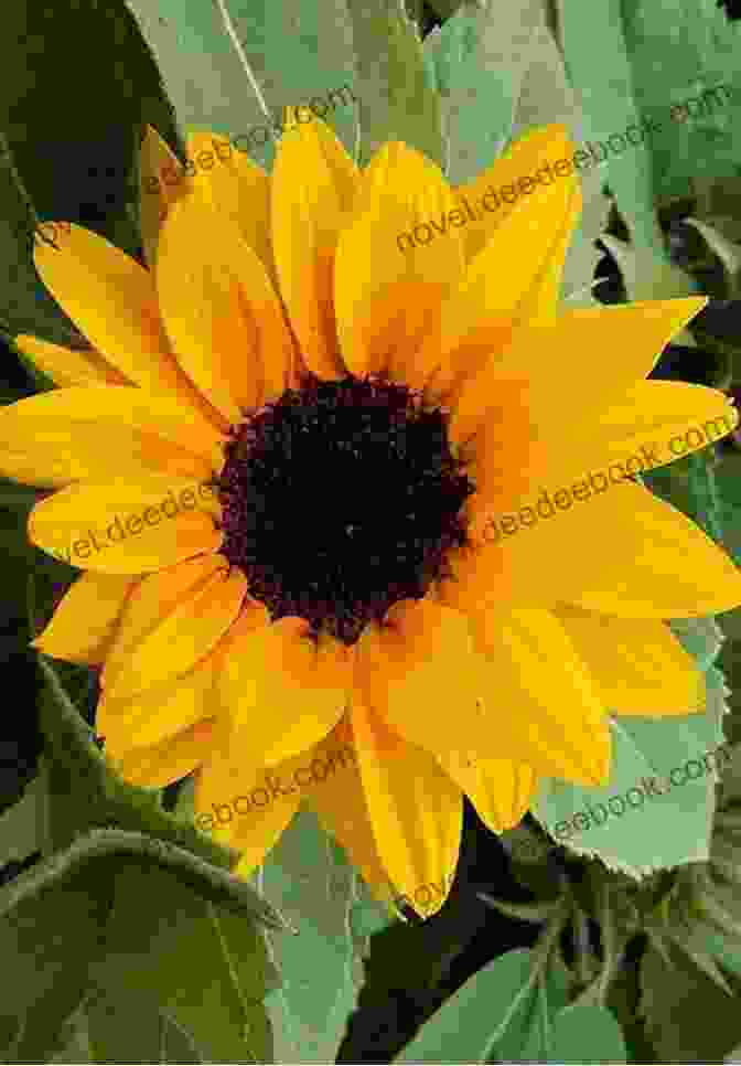 A Yellow Sunflower, A Flower Of Joy And Optimism, With Large, Vibrant Petals And A Sturdy Stem Flowers: From Dark To Light