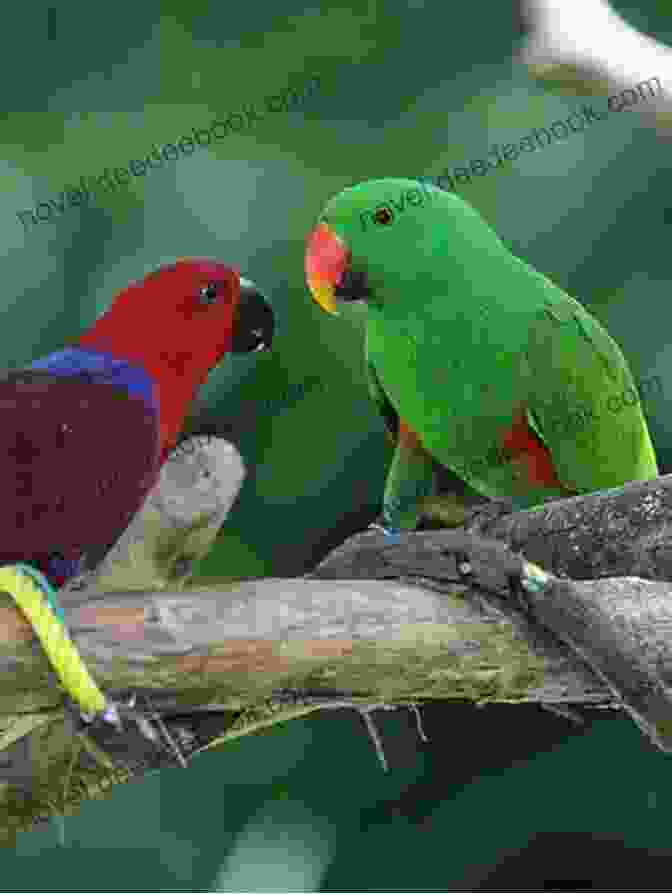 Eclectus Parrot With Vibrant Plumage Owning An Eclectus Parrot