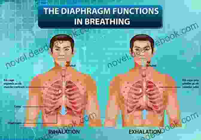 Illustration Of Diaphragmatic Breathing How To Be A Great Singer: 10 Easy Steps To Sing Like A Pro : Music Career Lessons And Advising