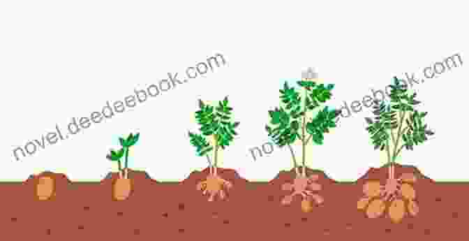 Potato Plant Growing Through Stages Of Maturity Lessons In Life From The Potato Patch