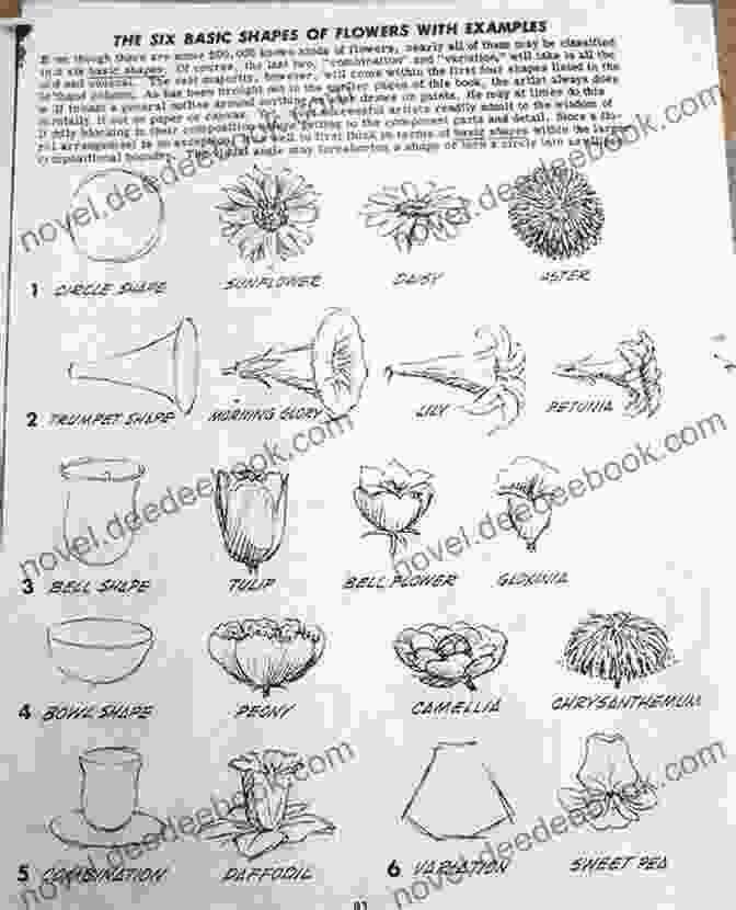 Sketching The Basic Shape Of A Flower Learn To Draw Flowers Step By Step: #2 Draw 23 Different Flower Designs With Reverse Engineering (Drawing Flowers With Reverse Engineering)