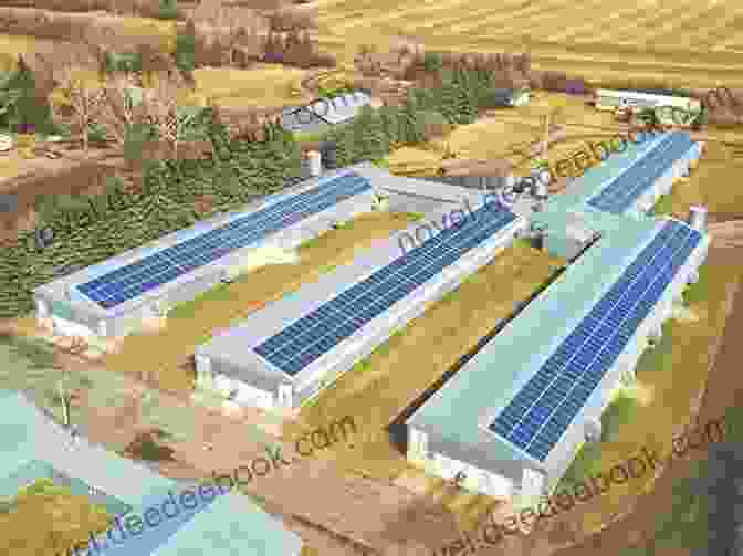 Solar Panels On A Poultry Farm Big Chickens Fly The Coop