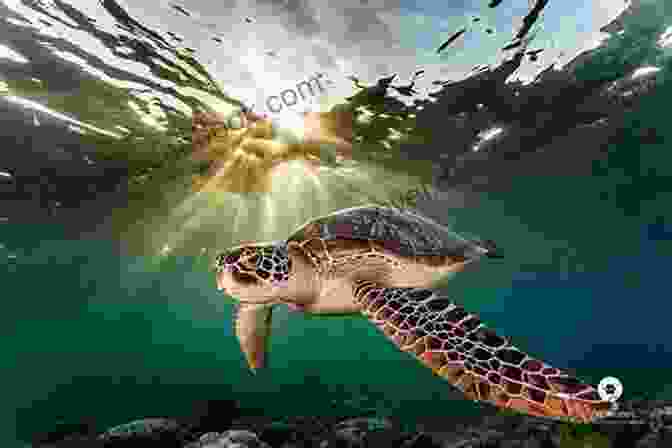 Underwater Photographer Focusing On A Sea Turtle Underwater Photography: Art And Techniques