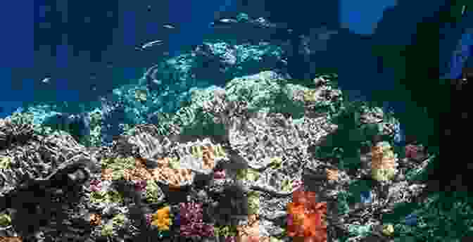 Underwater Photographer Using A Wide Angle Lens To Capture A Coral Reef Underwater Photography: Art And Techniques